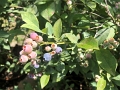 Kids_BlaseFarm_7-2020 (16)